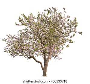 Blooming Apple Tree Isolated On White Background