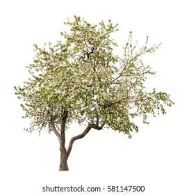 Blooming Apple Tree Isolated On White Background