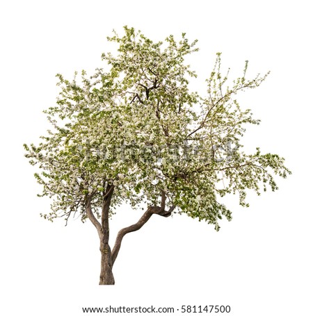 blooming apple tree isolated on white background