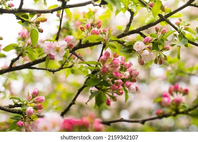 Blooming apple tree in spring after rain.