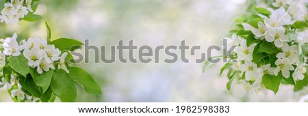 Blooming apple tree spring background, as idea texture, web banner