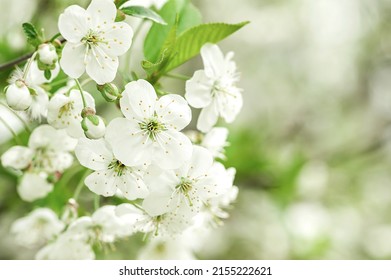 Blooming apple tree in spring. copy space