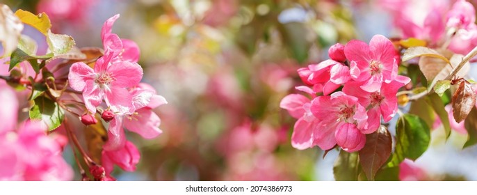 Blooming apple tree in the spring garden. Close up of pink flowers on a tree. Spring background - Powered by Shutterstock