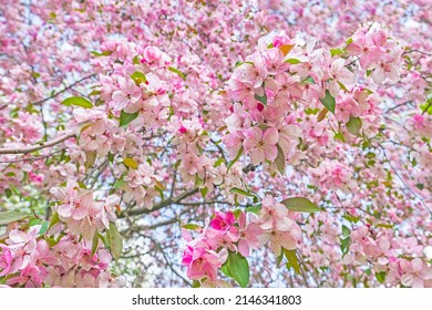 Blooming apple tree in spring garden. Beautiful blossom background of pink white apple flowers