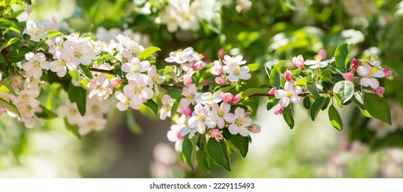 Blooming apple tree in the spring garden. Close up of white flowers on a tree - Shutterstock ID 2229115493