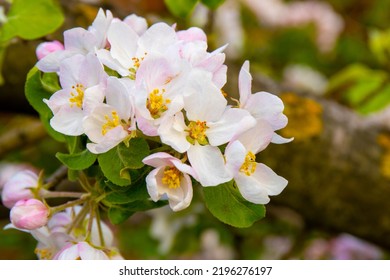 Blooming Apple Tree In Spring Time Garden.