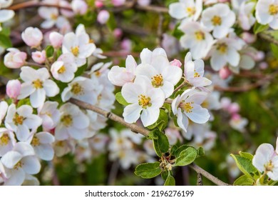 Blooming Apple Tree In Spring Time Garden.