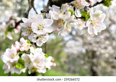 Blooming Apple Tree In Spring Time.