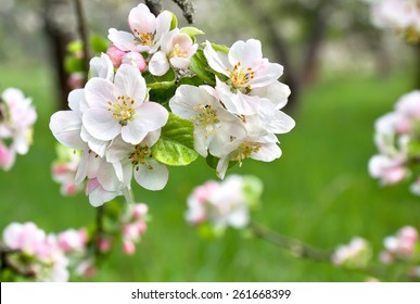 Blooming Apple Tree In Spring Time.