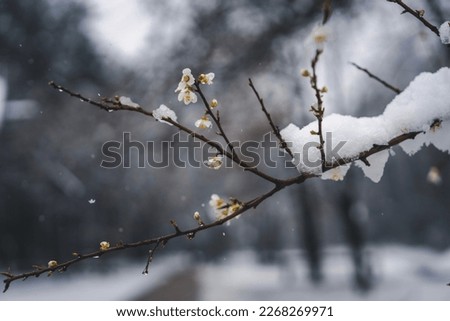 Similar – Image, Stock Photo Apple blossom buds under the blue sky