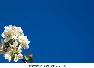 Blooming Apple tree in white. Flowering branches of Apple on a background of blue sky in the spring - Shutterstock ID 2155052745