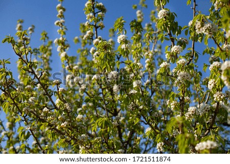 blooming apple tree with white flowers against a blue sky