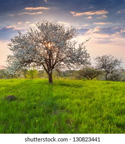 	Blooming Apple Trees In The Garden At Spring