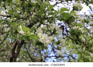 A blooming apple trees in spring. Apple trees flowers.