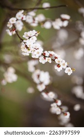 Blooming appricot tree. Spring time is in the air. Blooming tree of appricot flowers. Spring season at countryside. May or April blooming park. Spring in a park. Close up. Early spring - Shutterstock ID 2263997599
