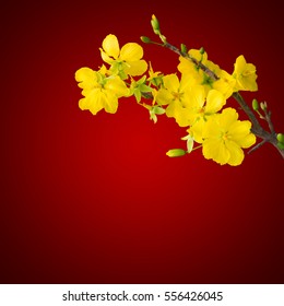 blooming apricot branch with delicate yellow flowers, isolated on dark red gradient