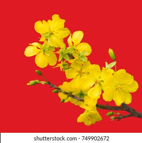 blooming apricot branch with delicate yellow flowers, isolated on red gradient