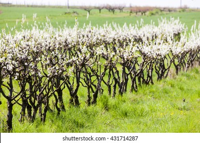 Blooming Apricot Orchard