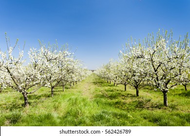 Blooming Apricot Orchard