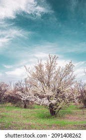 Blooming Apricot Tree And Emerald Sky, Color Grading. Spring Orchard.
