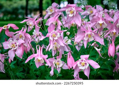 Blooming Aquilegia, columbine plant in the garden. beautiful floral spring background