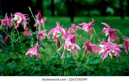 Blooming Aquilegia, columbine plant in the garden. beautiful floral spring background
