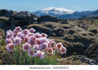 Blooming Armeria maritima in the foreground with the energetic and historic volcano (glacier) Snæfellsjökull in the background.