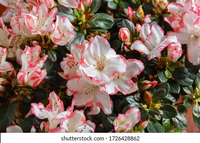 Blooming Azalea. Dwarf Rhododendron Bush At Home. Natural Floral Patterns