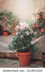 Blooming Azalea In A Flower Pot. Rhododendron, Japanese Pink Azalea Flowers, Potted Azalea. Vintage Toning.