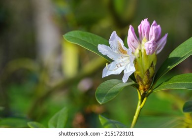 Blooming Azalea Shrub With A White Flower And A Pink Bud In Spring, Genus Rhododendron, Blooming Natural Green Background, Copy Space, Selected Focus, Narrow Depth Of Field