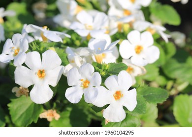Blooming bacopa snowflake in sunny April