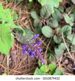 Blooming Baikal Skullcap - Scutellaria Baicalensis, With The Common Name Baikal Skullcap Or Chinese Skullcap, Is A Species Of Flowering Plant In The Family Lamiaceae.