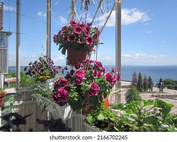 Blooming balcony garden with pink and purple petunias of different varieties, yellow gazania, pelargonium grandiflorum in hanging boxes and hanging planters against blue sea and sky with white clouds