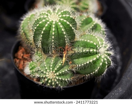 Blooming balloon cactus plant growing fertilely planted in a pot, image for mobile phone screen, display, wallpaper, screensaver, lock screen and home screen or background