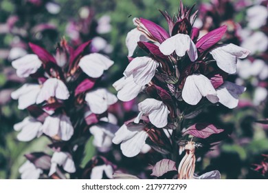 Blooming Bear's Breeches At The Park.