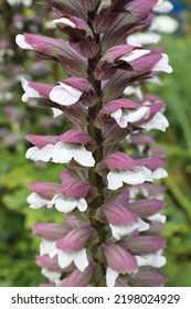 Blooming Bear's Breeches In Sunny July