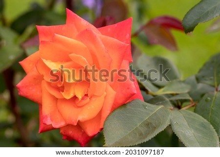Blooming beautiful bud of hybrid tea rose 