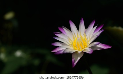 blooming beautiful lotus flower with black background