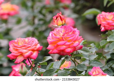 49 Rosa asagumo Images, Stock Photos & Vectors | Shutterstock