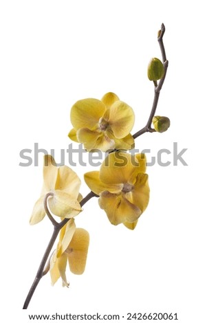 Blooming beautiful yellow phalaenopsis orchids on a white  background isolated.