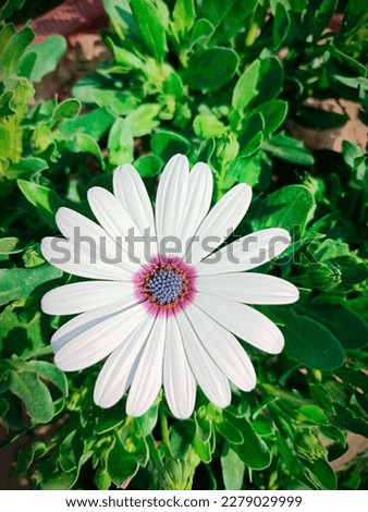 Blooming Beauty: Cape Marguerite Flower in Full Blossom, Cape marguerite, Dimorphotheca ecklonis, also known as Cape marguerite, African daisy, Van Staden's river , Sundays river , white daisy bush