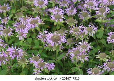 Blooming Bee Balm In Sunny July