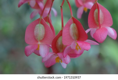 Blooming Begonia Coccinea. Scarlet Begonia