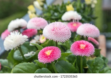 Blooming Bellis Perennis On Balcony