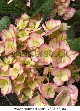 Blooming bigleaf hydrangea 'Countess Cosel'