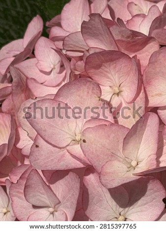 Blooming bigleaf hydrangea 'Countess Cosel'