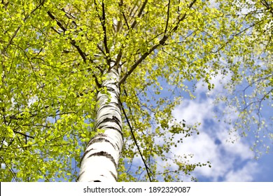 Blooming Birch tree in a sunny spring day. Young bright green leaves on birch tree branches close-up. White birch trunk in focus on a blue sky background. Spring birch in bright sunlight close up.
