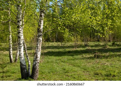 Blooming Birches In The Sun. Slow Motion. Background