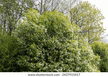 blooming bird cherry blossoms in spring in cloudy windy weather, a bird cherry bush during flowering during the wind