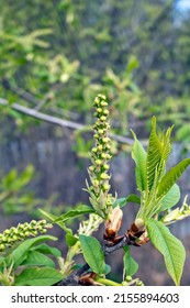 Blooming Bird Cherry Branch Close-up